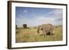 African Elephant (Loxodonta Africana), Masai Mara National Reserve, Kenya, East Africa, Africa-Angelo Cavalli-Framed Photographic Print