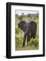 African Elephant (Loxodonta Africana), Masai Mara National Reserve, Kenya, East Africa, Africa-Angelo Cavalli-Framed Photographic Print