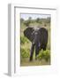 African Elephant (Loxodonta Africana), Masai Mara National Reserve, Kenya, East Africa, Africa-Angelo Cavalli-Framed Photographic Print