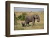 African Elephant (Loxodonta Africana), Masai Mara National Reserve, Kenya, East Africa, Africa-Angelo Cavalli-Framed Photographic Print