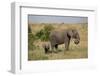 African Elephant (Loxodonta Africana), Masai Mara National Reserve, Kenya, East Africa, Africa-Angelo Cavalli-Framed Photographic Print