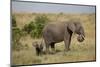 African Elephant (Loxodonta Africana), Masai Mara National Reserve, Kenya, East Africa, Africa-Angelo Cavalli-Mounted Photographic Print