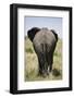 African Elephant (Loxodonta Africana), Masai Mara National Reserve, Kenya, East Africa, Africa-Angelo Cavalli-Framed Photographic Print