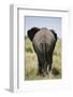 African Elephant (Loxodonta Africana), Masai Mara National Reserve, Kenya, East Africa, Africa-Angelo Cavalli-Framed Photographic Print