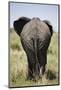 African Elephant (Loxodonta Africana), Masai Mara National Reserve, Kenya, East Africa, Africa-Angelo Cavalli-Mounted Photographic Print