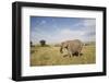 African Elephant (Loxodonta Africana), Masai Mara National Reserve, Kenya, East Africa, Africa-Angelo Cavalli-Framed Photographic Print