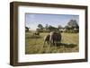 African Elephant (Loxodonta Africana), Masai Mara National Reserve, Kenya, East Africa, Africa-Angelo Cavalli-Framed Photographic Print