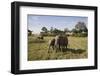 African Elephant (Loxodonta Africana), Masai Mara National Reserve, Kenya, East Africa, Africa-Angelo Cavalli-Framed Photographic Print