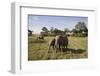 African Elephant (Loxodonta Africana), Masai Mara National Reserve, Kenya, East Africa, Africa-Angelo Cavalli-Framed Photographic Print