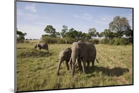 African Elephant (Loxodonta Africana), Masai Mara National Reserve, Kenya, East Africa, Africa-Angelo Cavalli-Mounted Photographic Print