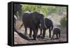 African Elephant (Loxodonta Africana), Mashatu Game Reserve, Botswana, Africa-Sergio-Framed Stretched Canvas