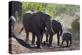 African Elephant (Loxodonta Africana), Mashatu Game Reserve, Botswana, Africa-Sergio-Stretched Canvas