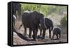 African Elephant (Loxodonta Africana), Mashatu Game Reserve, Botswana, Africa-Sergio-Framed Stretched Canvas