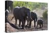 African Elephant (Loxodonta Africana), Mashatu Game Reserve, Botswana, Africa-Sergio-Stretched Canvas