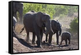 African Elephant (Loxodonta Africana), Mashatu Game Reserve, Botswana, Africa-Sergio-Framed Stretched Canvas