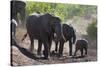 African Elephant (Loxodonta Africana), Mashatu Game Reserve, Botswana, Africa-Sergio-Stretched Canvas
