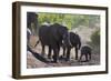 African Elephant (Loxodonta Africana), Mashatu Game Reserve, Botswana, Africa-Sergio-Framed Photographic Print