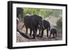 African Elephant (Loxodonta Africana), Mashatu Game Reserve, Botswana, Africa-Sergio-Framed Photographic Print