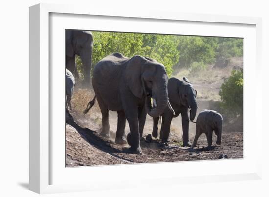 African Elephant (Loxodonta Africana), Mashatu Game Reserve, Botswana, Africa-Sergio-Framed Photographic Print