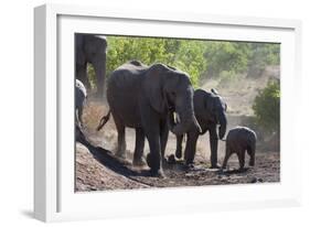 African Elephant (Loxodonta Africana), Mashatu Game Reserve, Botswana, Africa-Sergio-Framed Photographic Print