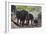 African Elephant (Loxodonta Africana), Mashatu Game Reserve, Botswana, Africa-Sergio-Framed Photographic Print