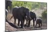 African Elephant (Loxodonta Africana), Mashatu Game Reserve, Botswana, Africa-Sergio-Mounted Photographic Print