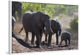 African Elephant (Loxodonta Africana), Mashatu Game Reserve, Botswana, Africa-Sergio-Framed Photographic Print