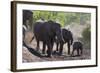 African Elephant (Loxodonta Africana), Mashatu Game Reserve, Botswana, Africa-Sergio-Framed Photographic Print