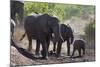 African Elephant (Loxodonta Africana), Mashatu Game Reserve, Botswana, Africa-Sergio-Mounted Photographic Print