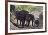 African Elephant (Loxodonta Africana), Mashatu Game Reserve, Botswana, Africa-Sergio-Framed Photographic Print