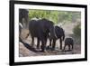 African Elephant (Loxodonta Africana), Mashatu Game Reserve, Botswana, Africa-Sergio-Framed Photographic Print