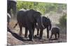 African Elephant (Loxodonta Africana), Mashatu Game Reserve, Botswana, Africa-Sergio-Mounted Photographic Print