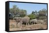 African Elephant (Loxodonta Africana), Mashatu Game Reserve, Botswana, Africa-Sergio-Framed Stretched Canvas