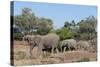 African Elephant (Loxodonta Africana), Mashatu Game Reserve, Botswana, Africa-Sergio-Stretched Canvas