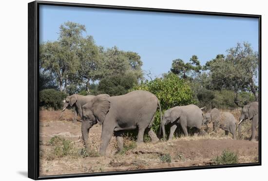 African Elephant (Loxodonta Africana), Mashatu Game Reserve, Botswana, Africa-Sergio-Framed Photographic Print