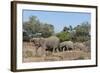African Elephant (Loxodonta Africana), Mashatu Game Reserve, Botswana, Africa-Sergio-Framed Photographic Print