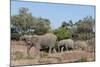 African Elephant (Loxodonta Africana), Mashatu Game Reserve, Botswana, Africa-Sergio-Mounted Photographic Print