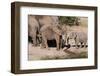 African Elephant (Loxodonta Africana), Mashatu Game Reserve, Botswana, Africa-Sergio-Framed Photographic Print