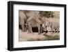 African Elephant (Loxodonta Africana), Mashatu Game Reserve, Botswana, Africa-Sergio-Framed Photographic Print