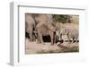 African Elephant (Loxodonta Africana), Mashatu Game Reserve, Botswana, Africa-Sergio-Framed Photographic Print