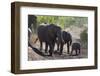 African Elephant (Loxodonta Africana), Mashatu Game Reserve, Botswana, Africa-Sergio-Framed Photographic Print