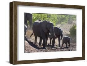 African Elephant (Loxodonta Africana), Mashatu Game Reserve, Botswana, Africa-Sergio-Framed Photographic Print