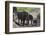 African Elephant (Loxodonta Africana), Mashatu Game Reserve, Botswana, Africa-Sergio-Framed Photographic Print