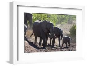 African Elephant (Loxodonta Africana), Mashatu Game Reserve, Botswana, Africa-Sergio-Framed Photographic Print