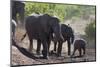 African Elephant (Loxodonta Africana), Mashatu Game Reserve, Botswana, Africa-Sergio-Mounted Photographic Print