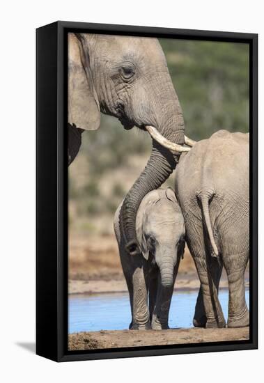 African Elephant (Loxodonta Africana) Mother and Baby at Hapoor Waterhole-Ann and Steve Toon-Framed Stretched Canvas