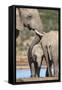 African Elephant (Loxodonta Africana) Mother and Baby at Hapoor Waterhole-Ann and Steve Toon-Framed Stretched Canvas