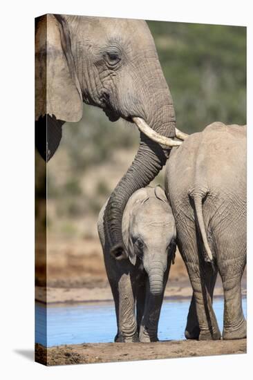 African Elephant (Loxodonta Africana) Mother and Baby at Hapoor Waterhole-Ann and Steve Toon-Stretched Canvas