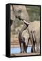 African Elephant (Loxodonta Africana) Mother and Baby at Hapoor Waterhole-Ann and Steve Toon-Framed Stretched Canvas