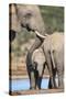 African Elephant (Loxodonta Africana) Mother and Baby at Hapoor Waterhole-Ann and Steve Toon-Stretched Canvas